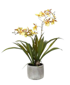 Künstliches Oncidium - Lilli auf transparentem Hintergrund mit echt wirkenden Kunstblättern. Diese Kunstpflanze gehört zur Gattung/Familie der 