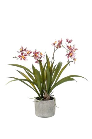 Hochwertige Orchidee künstlich auf transparentem Hintergrund mit echt wirkenden Kunstblättern in natürlicher Anordnung. Künstliche Orchidee - Hermine hat die Farbe Burgund und ist 45 cm hoch. | aplanta Kunstpflanzen