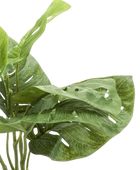 Künstlicher Monstera Busch - Lotte | 26 cm auf transparentem Hintergrund, als Ausschnitt fotografiert, damit die Details der Kunstpflanze bzw. des Kunstbaums noch deutlicher zu erkennen sind.