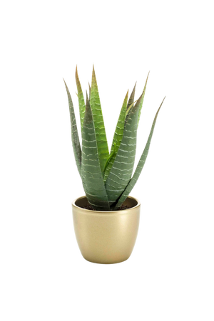 Künstliche Aloe - Patricia auf transparentem Hintergrund mit echt wirkenden Kunstblättern. Diese Kunstpflanze gehört zur Gattung/Familie der "Aloen" bzw. "Kunst-Aloen".