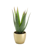 Künstliche Aloe - Patricia auf transparentem Hintergrund mit echt wirkenden Kunstblättern. Diese Kunstpflanze gehört zur Gattung/Familie der 