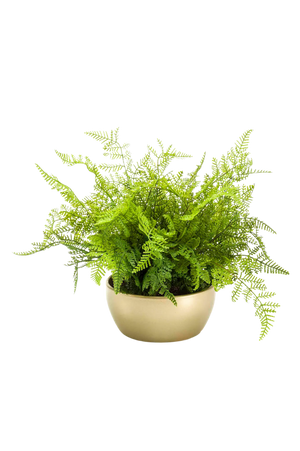 Künstlicher Farn - Gustav auf transparentem Hintergrund mit echt wirkenden Kunstblättern in natürlicher Anordnung. Künstlicher Farn - Gustav hat die Farbe Natur und ist 40 cm hoch. | aplanta Kunstpflanzen