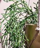 Künstliche Rhipsalis - Karla | 90 cm | Kunstpflanze von aplanta