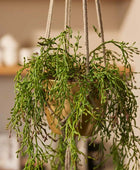 Künstliche Rhipsalis - Karla | 90 cm