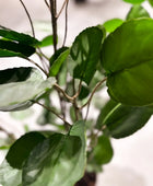 Künstliche Fiederaralie - Milan | 150 cm | Kunstpflanze von aplanta