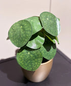 Künstlicher Geldbaum - Leni | 22 cm | Kunstpflanze von aplanta