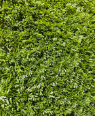 Künstliche Zypressen Matte - Rubeus | 50x50 cm | Kunstpflanze von aplanta