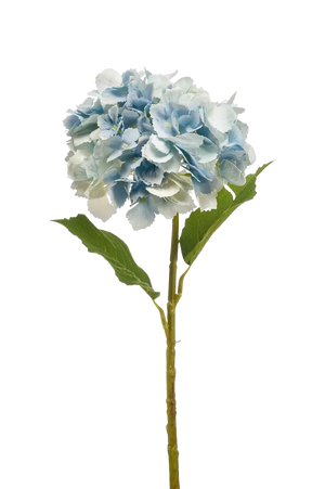 Hochwertige Hortensie künstlich auf transparentem Hintergrund mit echt wirkenden Kunstblättern in natürlicher Anordnung. Künstliche Hortensie - Dilli hat die Farbe Natur und ist 52 cm hoch. | aplanta Kunstpflanzen