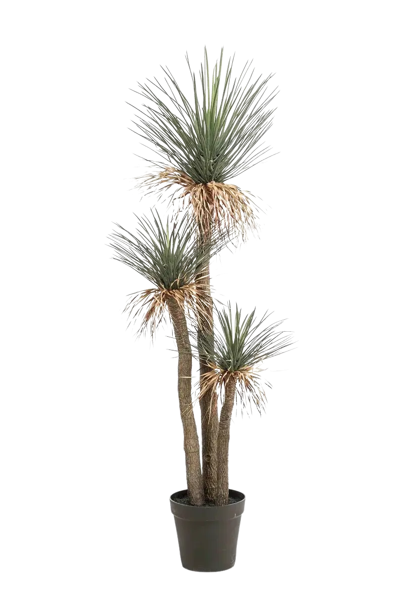 Hochwertige Kunstpalme auf transparentem Hintergrund mit echt wirkenden Kunstblättern in natürlicher Anordnung. Künstliche Yucca Palme - Ron hat die Farbe Natur und ist 180 cm hoch. | aplanta Kunstpflanzen