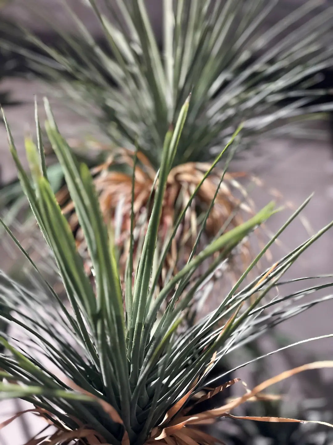 Künstliche Yucca Palme - Ron | 180 cm | Kunstbaum von aplanta