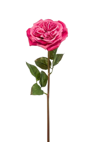 Hochwertige Hortensie künstlich auf transparentem Hintergrund mit echt wirkenden Kunstblättern in natürlicher Anordnung. Künstliche Rose - Felicitas hat die Farbe Fuchsia und ist 60 cm hoch. | aplanta Kunstpflanzen