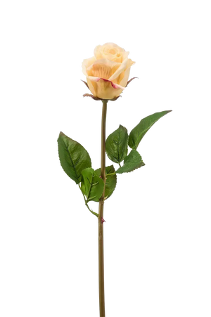 Hochwertige Hortensie künstlich auf transparentem Hintergrund mit echt wirkenden Kunstblättern in natürlicher Anordnung. Künstliche Rose - Luna hat die Farbe Gelb und ist 58 cm hoch. | aplanta Kunstpflanzen