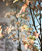 Künstlicher Tropaeolum Baum - Carmen | 210 cm | Kunstbaum von aplanta