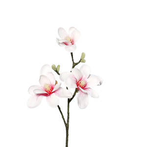 Künstliche Magnolien - Irmgard auf transparentem Hintergrund mit echt wirkenden Kunstblättern in natürlicher Anordnung. Künstliche Magnolien - Irmgard hat die Farbe weiß-rosa und ist 40 cm hoch. | aplanta Kunstpflanzen