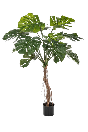 Hochwertige Monstera Kunstpflanze auf transparentem Hintergrund mit echt wirkenden Kunstblättern in natürlicher Anordnung. Künstliche Philodendron Monstera - Dean hat die Farbe Grün und hat eine Höhe von 130 cm | aplanta Kunstpflanzen