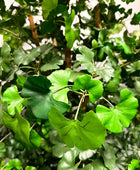 Künstlicher Gingko - Titus | 145 cm feuerhemmend | Kunstpflanze von aplanta