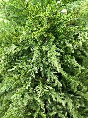 Künstliche Zypresse - Pepe | 180 cm | Kunstbaum von aplanta