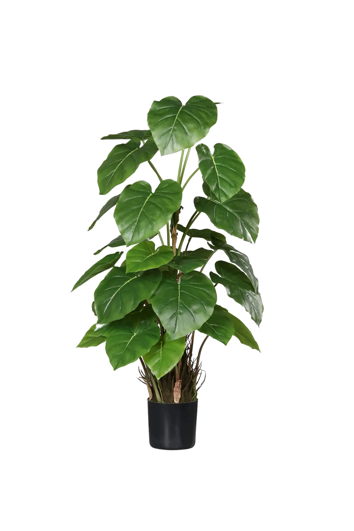 Künstliche Philodendron - Phoebe auf transparentem Hintergrund mit echt wirkenden Kunstblättern in natürlicher Anordnung. Künstliche Philodendron - Phoebe hat die Farbe Natur und ist 80 cm hoch. | aplanta Kunstpflanzen