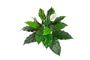 Künstliche Spathiphyllum - Luna auf transparentem Hintergrund mit echt wirkenden Kunstblättern. Diese Kunstpflanze gehört zur Gattung/Familie der "Spathiphyllums" bzw. "Kunst-Spathiphyllums".