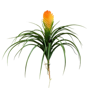Künstliche Bromelie - Amelie auf transparentem Hintergrund mit echt wirkenden Kunstblättern in natürlicher Anordnung. Künstliche Bromelie - Amelie hat die Farbe Natur und ist 30 cm hoch. | aplanta Kunstpflanzen
