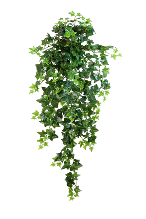 Hochwertige künstliche Hängepflanze auf transparentem Hintergrund mit echt wirkenden Kunstblättern in natürlicher Anordnung. Künstlicher Efeu - Angelina hat die Farbe Natur und ist 90 cm hoch. | aplanta Kunstpflanzen