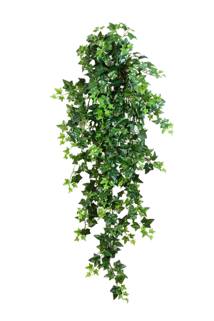 Hochwertige künstliche Hängepflanze auf transparentem Hintergrund mit echt wirkenden Kunstblättern in natürlicher Anordnung. Künstlicher Efeu - Anastasia hat die Farbe Natur und ist 110 cm hoch. | aplanta Kunstpflanzen