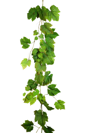 Hochwertige künstliche Hängepflanze auf transparentem Hintergrund mit echt wirkenden Kunstblättern in natürlicher Anordnung. Künstliche Weinreben Girlande - Bela hat die Farbe Natur und ist 180 cm hoch. | aplanta Kunstpflanzen