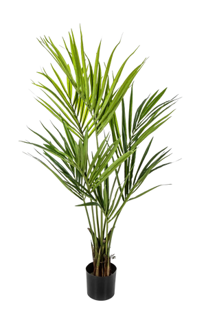 Hochwertige Kunstpalme auf transparentem Hintergrund mit echt wirkenden Kunstblättern in natürlicher Anordnung. Künstliche Kentia Palme - Cataleya hat die Farbe Natur und ist 140 cm hoch. | aplanta Kunstpflanzen