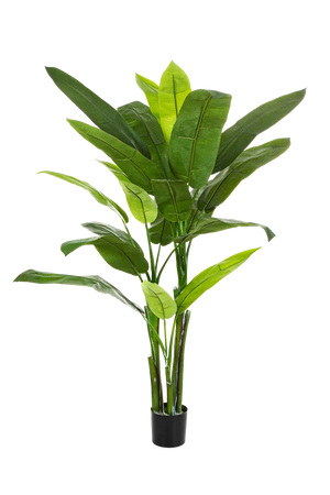 Künstliche Helikonie - Carlo auf transparentem Hintergrund mit echt wirkenden Kunstblättern. Diese Kunstpflanze gehört zur Gattung/Familie der "Helikonien" bzw. "Kunst-Helikonien".