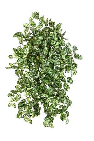 Hochwertige künstliche Hängepflanze auf transparentem Hintergrund mit echt wirkenden Kunstblättern in natürlicher Anordnung. Künstliche Hypoestes - Efe hat die Farbe Natur | aplanta Kunstpflanzen