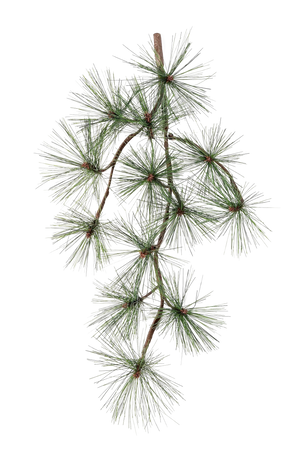 Künstlicher Pinien-Zweig - Fynn auf transparentem Hintergrund mit echt wirkenden Kunstblättern in natürlicher Anordnung. Künstlicher Pinien-Zweig - Fynn hat die Farbe Natur und ist 67 cm hoch. | aplanta Kunstpflanzen