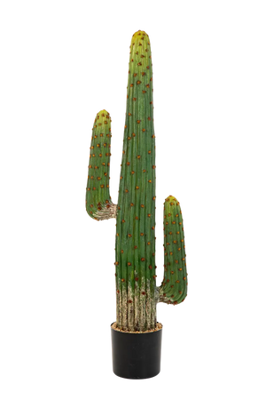 Künstlicher Kaktus - Hagen auf transparentem Hintergrund mit echt wirkenden Kunstblättern. Diese Kunstpflanze gehört zur Gattung/Familie der "Kakteen" bzw. "Kunst-Kakteen".
