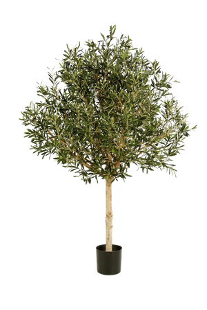 Hochwertiger Olivenbaum künstlich auf transparentem Hintergrund mit echt wirkenden Kunstblättern in natürlicher Anordnung. Künstlicher Olivenbaum - Ivy hat die Farbe Natur und ist 180 cm hoch. | aplanta Kunstpflanzen