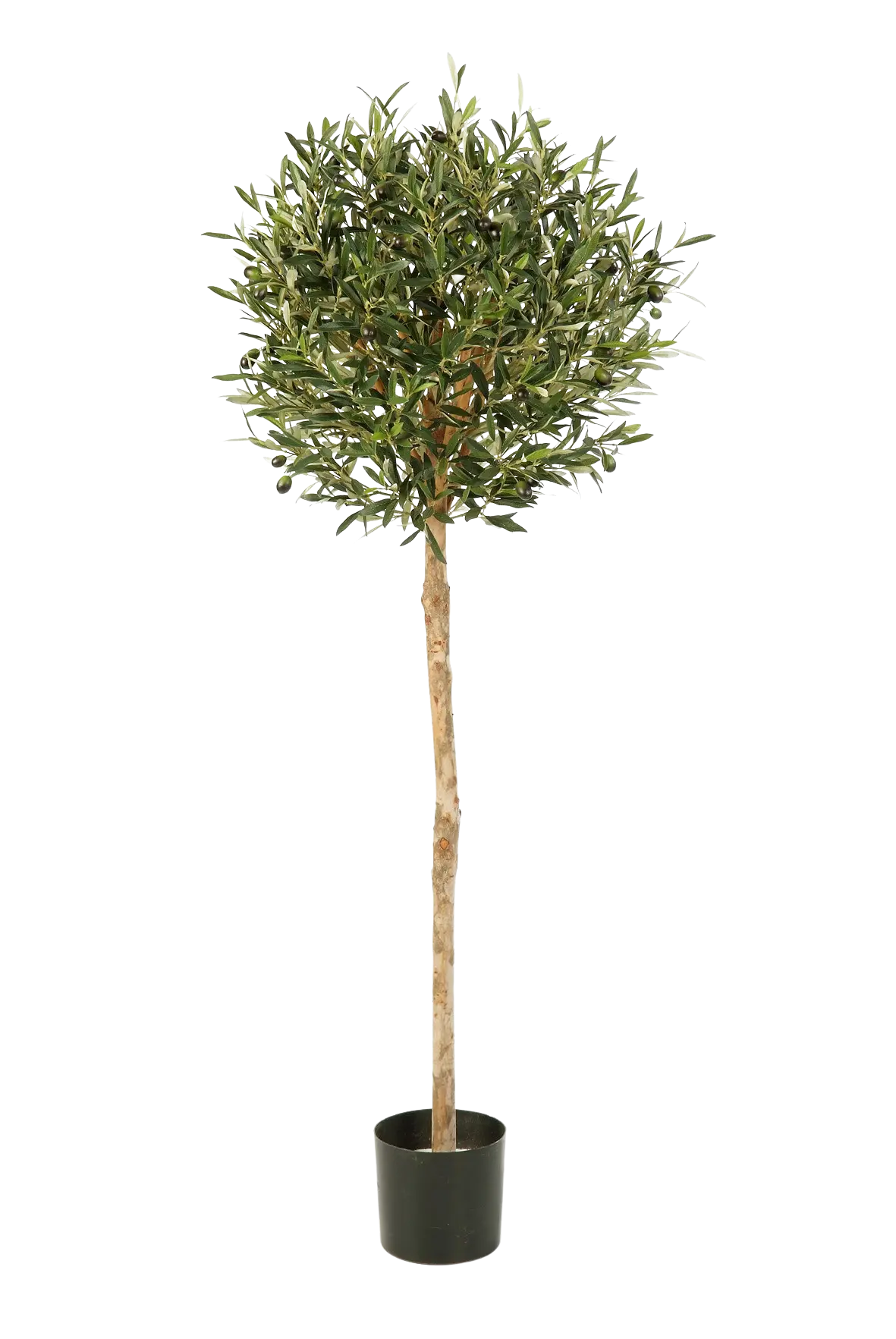 Hochwertiger Olivenbaum künstlich auf transparentem Hintergrund mit echt wirkenden Kunstblättern in natürlicher Anordnung. Künstlicher Olivenbaum - Isa hat die Farbe Natur und ist 140 cm hoch. | aplanta Kunstpflanzen