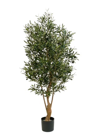 Hochwertiger Olivenbaum künstlich auf transparentem Hintergrund mit echt wirkenden Kunstblättern in natürlicher Anordnung. Künstlicher Olivenbaum - Ian hat die Farbe Natur und ist 180 cm hoch. | aplanta Kunstpflanzen