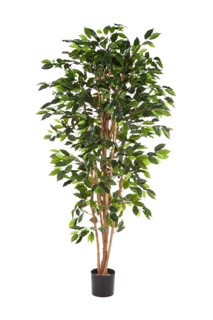 Künstlicher Chinesischer Ficus - Ismail auf transparentem Hintergrund mit echt wirkenden Kunstblättern in natürlicher Anordnung. Künstlicher Chinesischer Ficus - Ismail hat die Farbe Natur und ist 150 cm hoch. | aplanta Kunstpflanzen