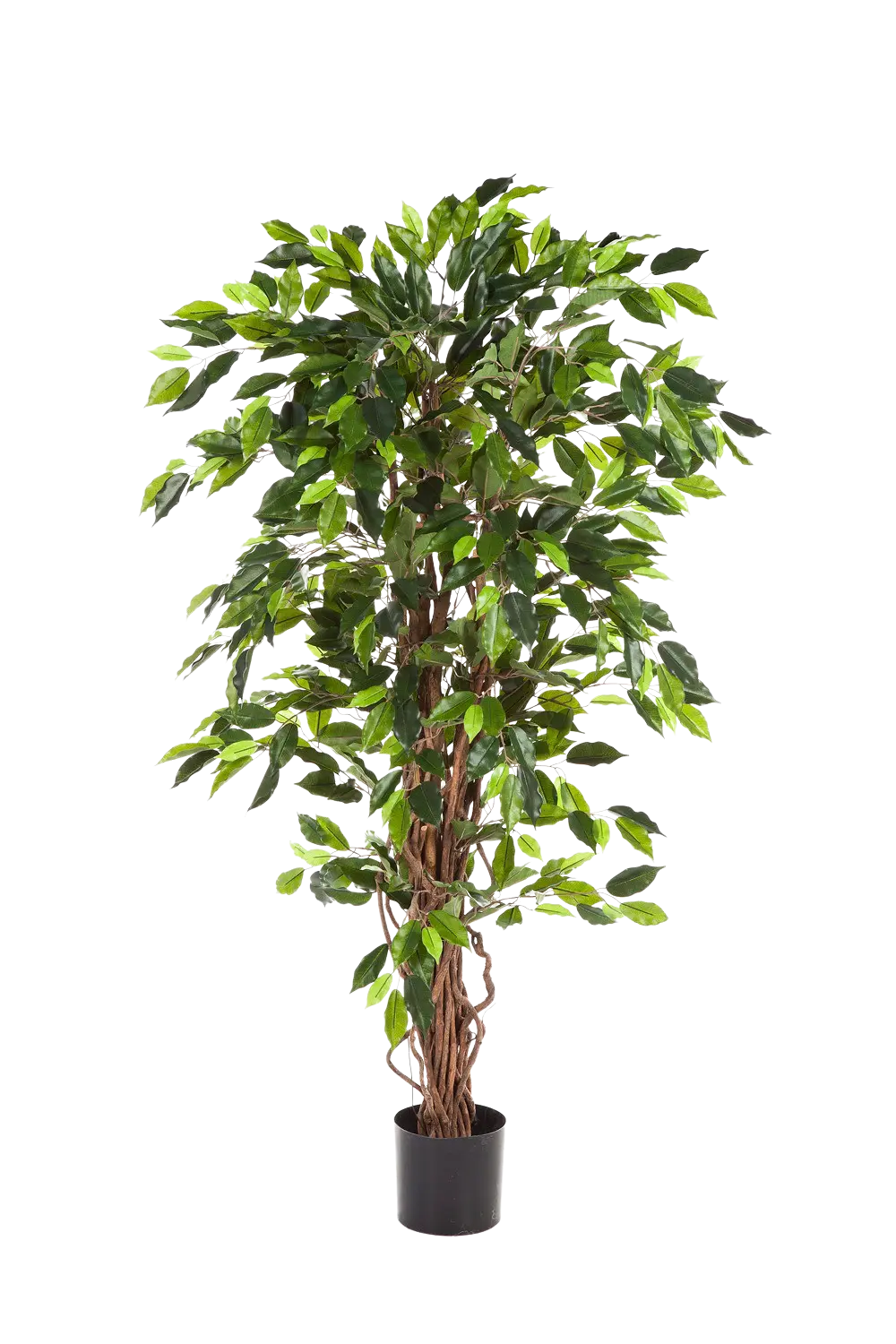 Künstliche Feige - Issa, 150 cm, Kunstbaum von aplanta, in Natur, für drinnen