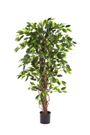 Künstlicher Ficus - Issa, 180 cm, Kunstbaum von aplanta, in Natur, für drinnen
