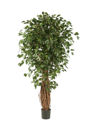 Künstlicher Ficus Liana - Josefine auf transparentem Hintergrund mit echt wirkenden Kunstblättern in natürlicher Anordnung. Künstlicher Ficus Liana - Josefine hat die Farbe Natur und ist 210 cm hoch. | aplanta Kunstpflanzen