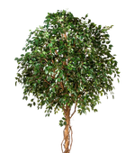 Künstlicher Ficus Baum - Nero auf transparentem Hintergrund mit echt wirkenden Kunstblättern in natürlicher Anordnung. Künstlicher Ficus Baum - Nero hat die Farbe Natur und ist 360 cm hoch. | aplanta Kunstpflanzen