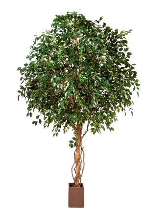Künstlicher Ficus Baum - Nero auf transparentem Hintergrund mit echt wirkenden Kunstblättern in natürlicher Anordnung. Künstlicher Ficus Baum - Nero hat die Farbe Natur und ist 360 cm hoch. | aplanta Kunstpflanzen