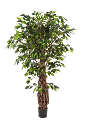 Künstlicher Ficus- Jannik auf transparentem Hintergrund mit echt wirkenden Kunstblättern. Diese Kunstpflanze gehört zur Gattung/Familie der "Feigen" bzw. "Kunst-Feigen".