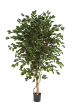 Künstlicher Ficus - Kim, 150 cm, Kunstbaum von aplanta, mit Echtholzstamm, im schwarzen Topf, in Natur, für drinnen