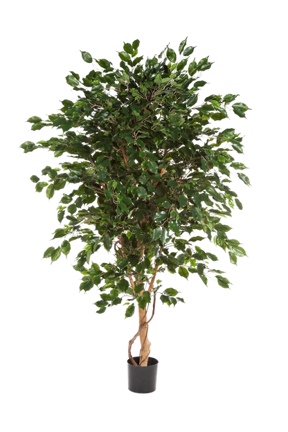 Künstlicher Ficus - Kim, 150 cm, Kunstbaum von aplanta, mit Echtholzstamm, im schwarzen Topf, in Natur, für drinnen