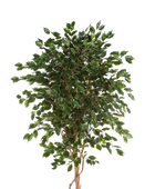 Künstlicher Gummibaum - Kim | 210 cm