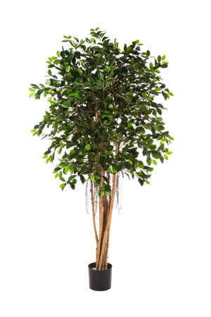 Künstlicher Chinesischer Ficus - Konstantin | 210 cm