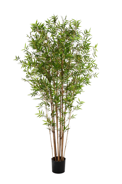 Hochwertiger Kunstbambus auf transparentem Hintergrund mit echt wirkenden Kunstblättern in natürlicher Anordnung. Künstlicher Bambus - Lucas hat die Farbe Natur und ist 210 cm hoch. | aplanta Kunstpflanzen
