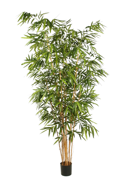 Künstlicher Bambus - Lars auf transparentem Hintergrund mit echt wirkenden Kunstblättern. Diese Kunstpflanze gehört zur Gattung/Familie der "Bambuse" bzw. "Kunst-Bambuse".