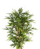 Hochwertiger Kunstbambus auf transparentem Hintergrund mit echt wirkenden Kunstblättern in natürlicher Anordnung. Künstlicher Bambus - Melina hat die Farbe Natur und ist 120 cm hoch. | aplanta Kunstpflanzen
