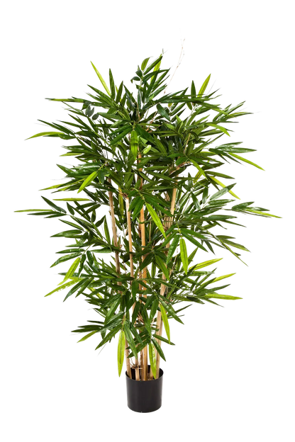 Hochwertiger Kunstbambus auf transparentem Hintergrund mit echt wirkenden Kunstblättern in natürlicher Anordnung. Künstlicher Bambus - Melina hat die Farbe Natur und ist 300 cm hoch. | aplanta Kunstpflanzen